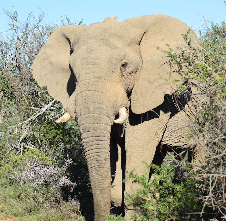 Stiftung Dodo Bahati